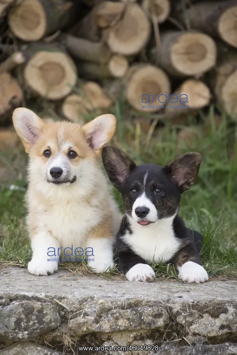 : Welsh Pembroke corgi dog puppies outdoors : Welsh Pembroke corgi dog puppies outdoors