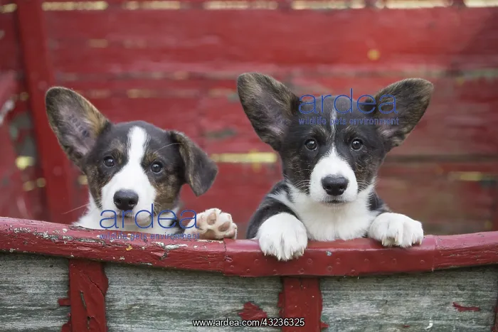 : Welsh Pembroke corgi dog puppies outdoors : Welsh Pembroke corgi dog puppies outdoors
