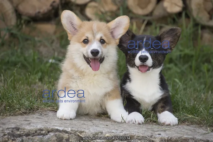: Welsh Pembroke corgi dog puppies outdoors : Welsh Pembroke corgi dog puppies outdoors
