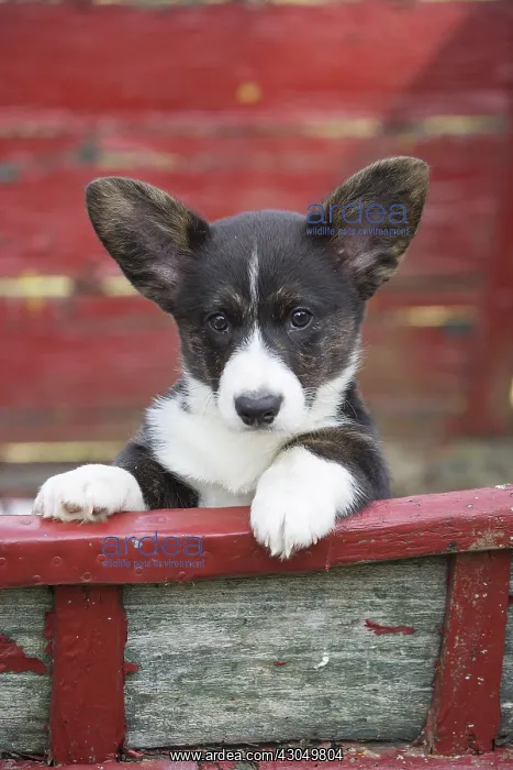 : Welsh Pembroke corgi dog puppy outdoors : Welsh Pembroke corgi dog puppy outdoors