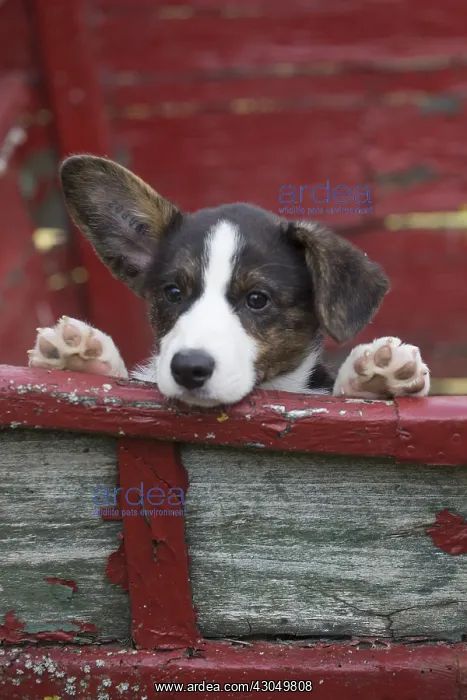 : Welsh Pembroke corgi dog puppy outdoors : Welsh Pembroke corgi dog puppy outdoors