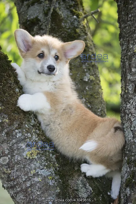  : Welsh Pembroke corgi dog puppy outdoors