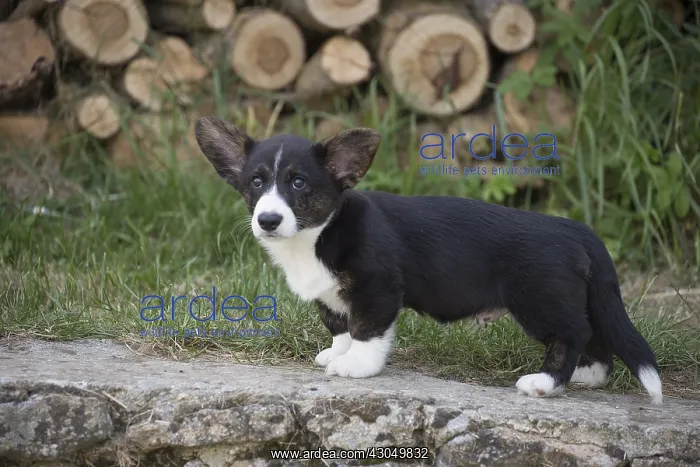 : Welsh Pembroke corgi dog puppy outdoors : Welsh Pembroke corgi dog puppy outdoors