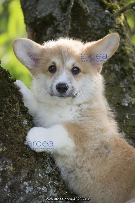 : Welsh Pembroke corgi dog puppy outdoors : Welsh Pembroke corgi dog puppy outdoors