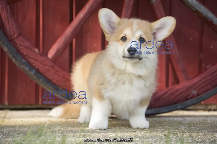 : Welsh Pembroke corgi dog puppy outdoors : Welsh Pembroke corgi dog puppy outdoors