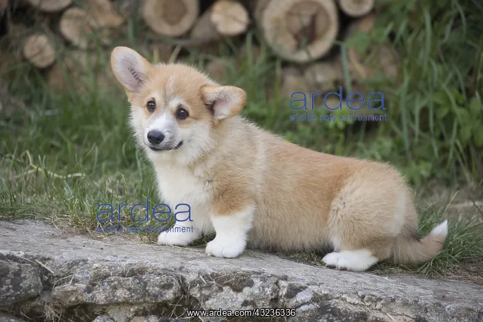 : Welsh Pembroke corgi dog puppy outdoors : Welsh Pembroke corgi dog puppy outdoors