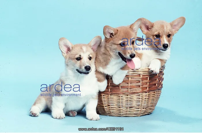 : Welsh Pembroke Corgi DOGS - three dogs in basket : Welsh Pembroke Corgi DOGS - three dogs in basket