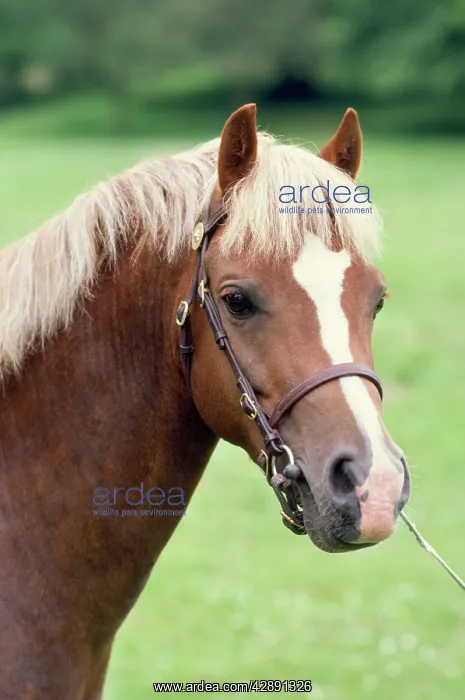  : WELSH PONY - C / U HEAD