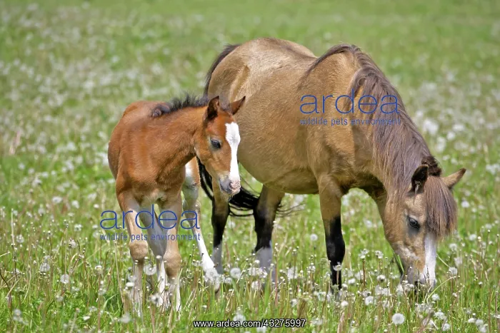 : Welsh Pony Mare with few week old chestnut Foal : Welsh Pony Mare with few week old chestnut Foal