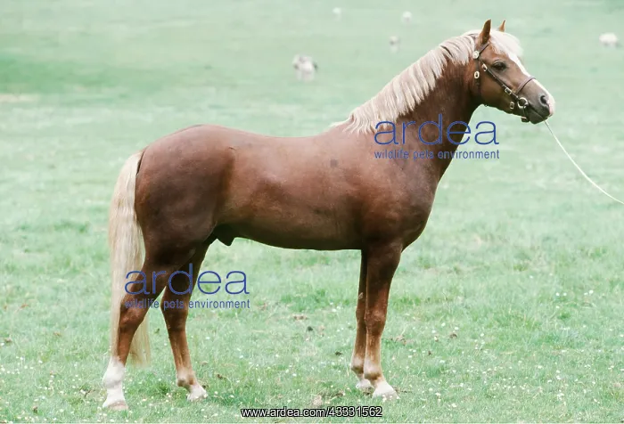  : WELSH PONY - TYPE B