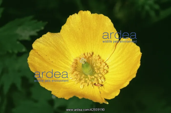  : Welsh Poppy