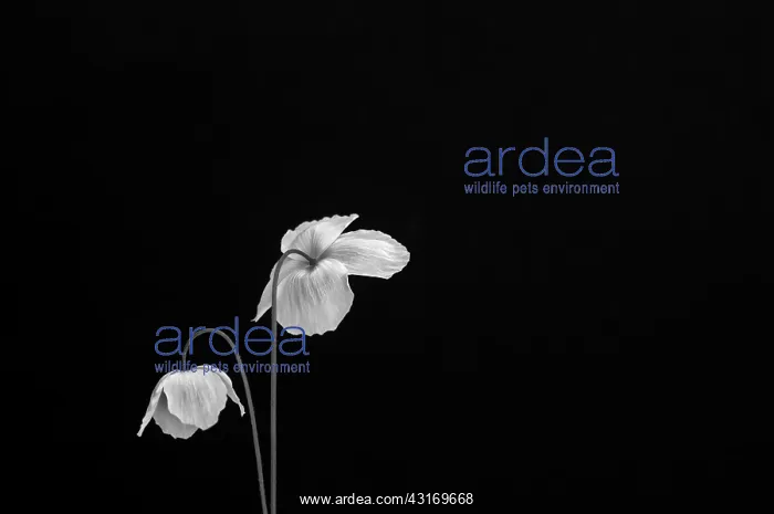 : Welsh poppy, Meconopsis cambrica, black and white of 2 flowe : Welsh poppy, Meconopsis cambrica, black and white of 2 flowe