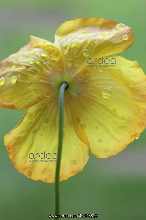 : Welsh poppy, Meconopsis cambrica, Backview of one : Welsh poppy, Meconopsis cambrica, Backview of one