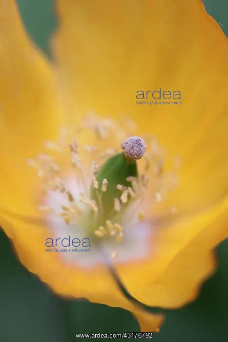 : Welsh poppy, Meconopsis cambrica, Close top view : Welsh poppy, Meconopsis cambrica, Close top view