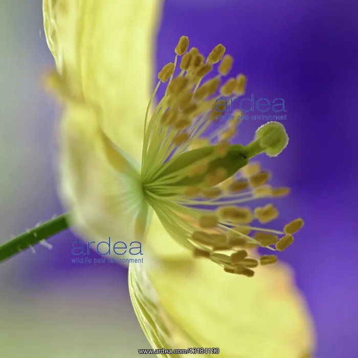  : Welsh poppy, Meconopsis cambrica, Close side view
