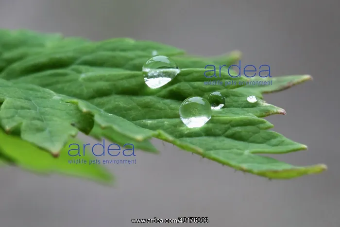: Welsh poppy, Meconopsis cambrica, Water droplets : Welsh poppy, Meconopsis cambrica, Water droplets