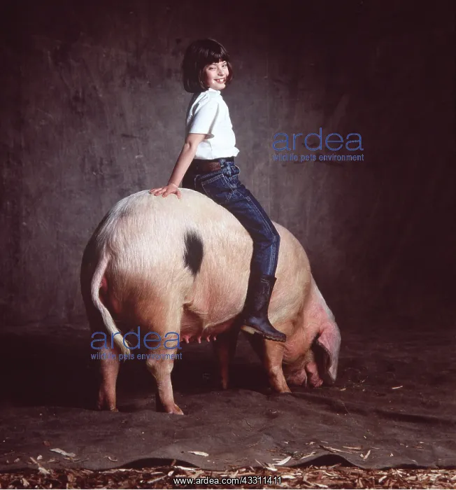 : WELSH SOW PIG - with girl sitting on back : WELSH SOW PIG - with girl sitting on back