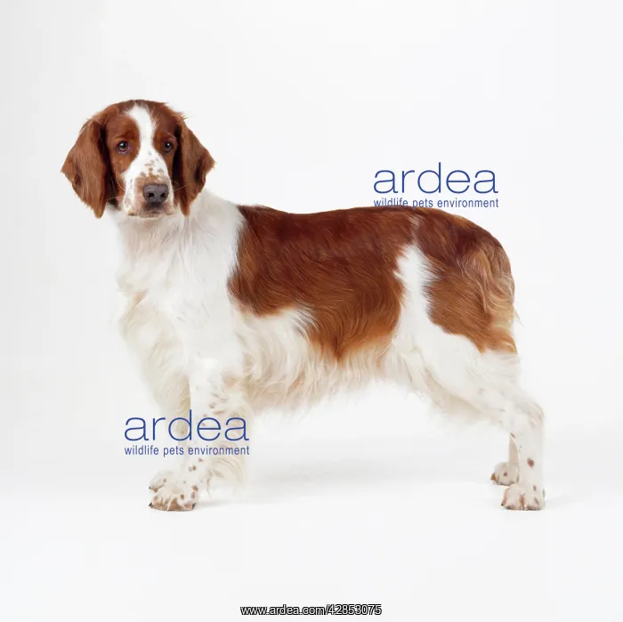 : Welsh Springer Spaniel Dog : Welsh Springer Spaniel Dog