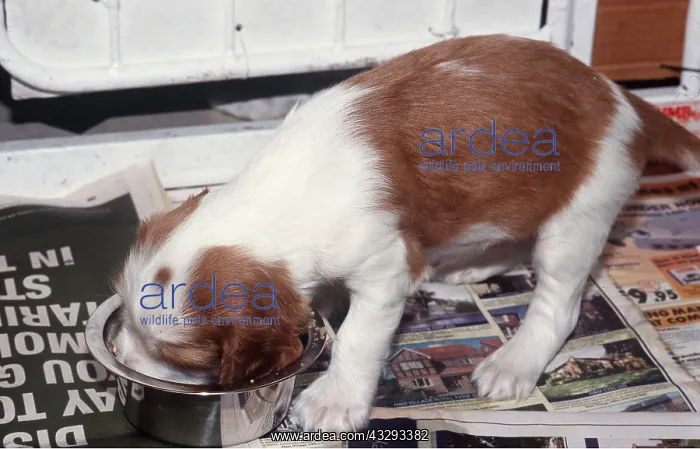 : WELSH SPRINGER SPANIEL DOG - puppy eating : WELSH SPRINGER SPANIEL DOG - puppy eating