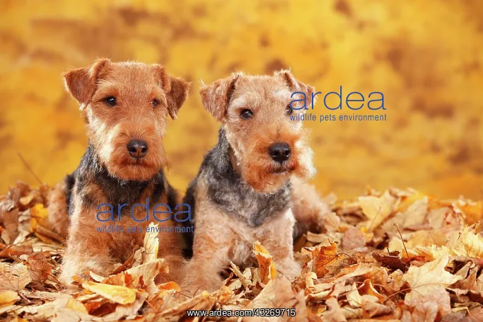 : Welsh Terrier, bitches, lying in autumn leaves : Welsh Terrier, bitches, lying in autumn leaves