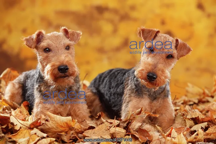 : Welsh Terrier, bitches, lying in autumn leaves : Welsh Terrier, bitches, lying in autumn leaves