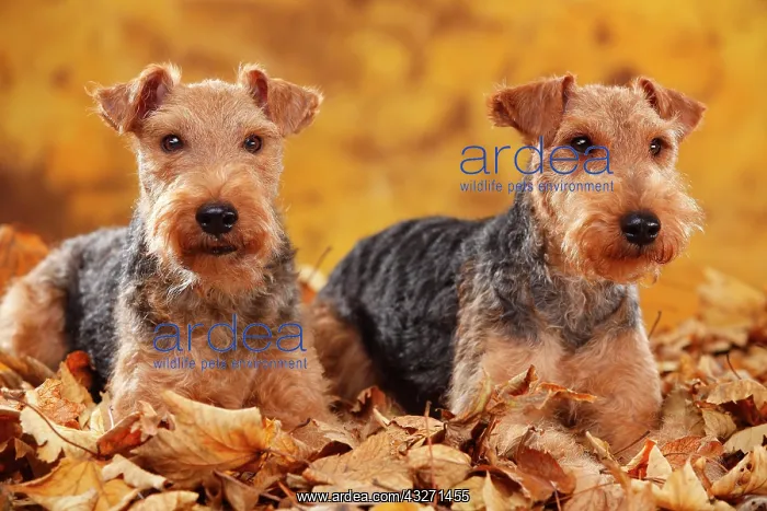 : Welsh Terrier, bitches, lying in autumn leaves : Welsh Terrier, bitches, lying in autumn leaves