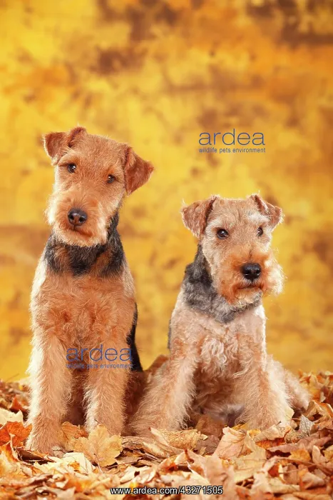  : Welsh Terrier, bitches, sitting in autumn leaves