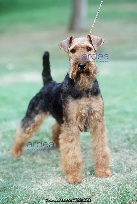 : Welsh Terrier DOG - being walked on lead : Welsh Terrier DOG - being walked on lead