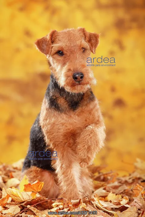 : Welsh Terrier, female, raised paw, autumn leaves : Welsh Terrier, female, raised paw, autumn leaves