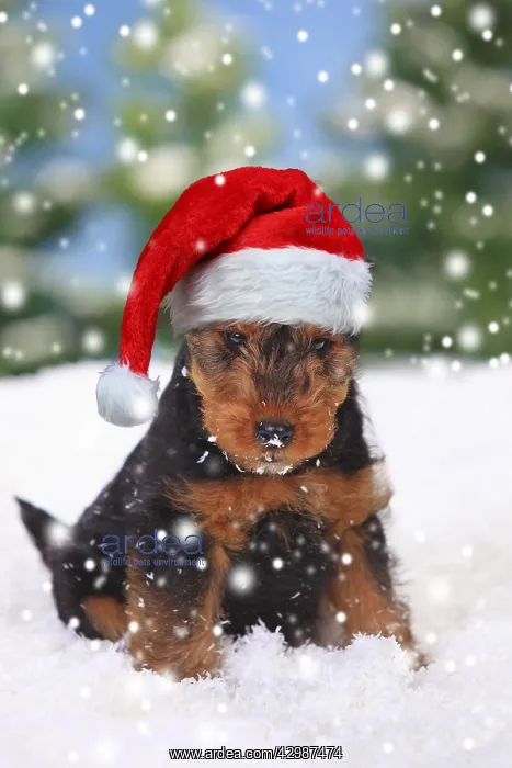 : Welsh Terrier, puppy wearing Christmas hat in snow : Welsh Terrier, puppy wearing Christmas hat in snow