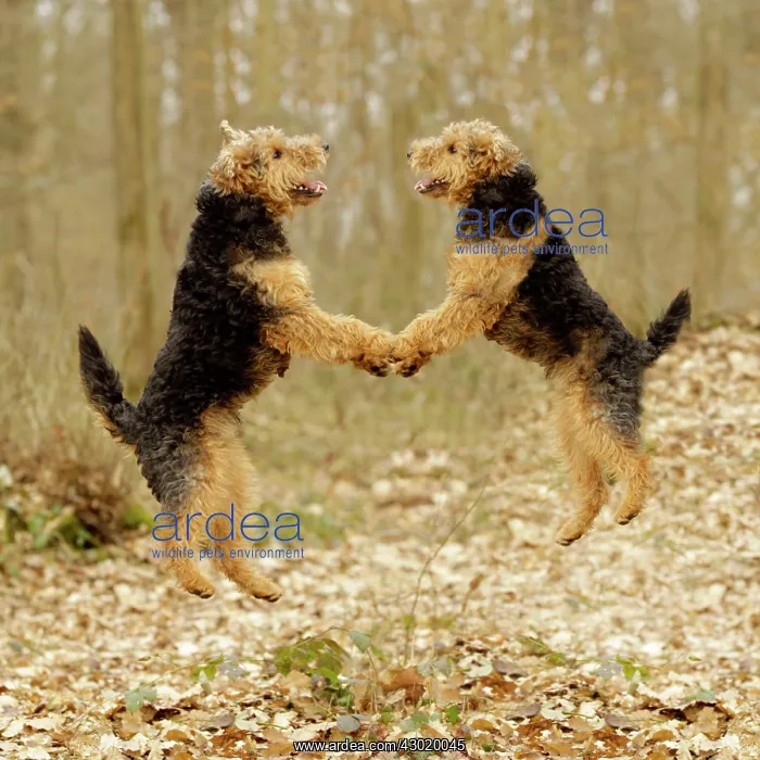 : Welsh Terriers : Welsh Terriers