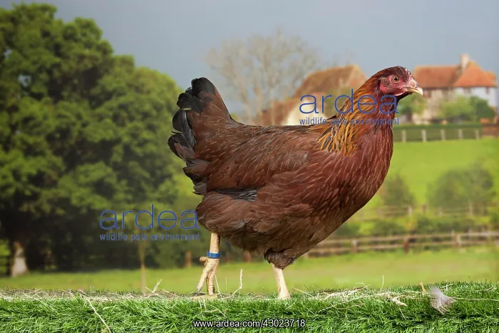 : Welsummer Chicken hen : Welsummer Chicken hen