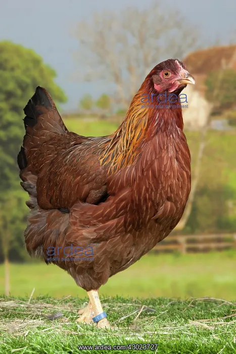 : Welsummer Chicken hen : Welsummer Chicken hen