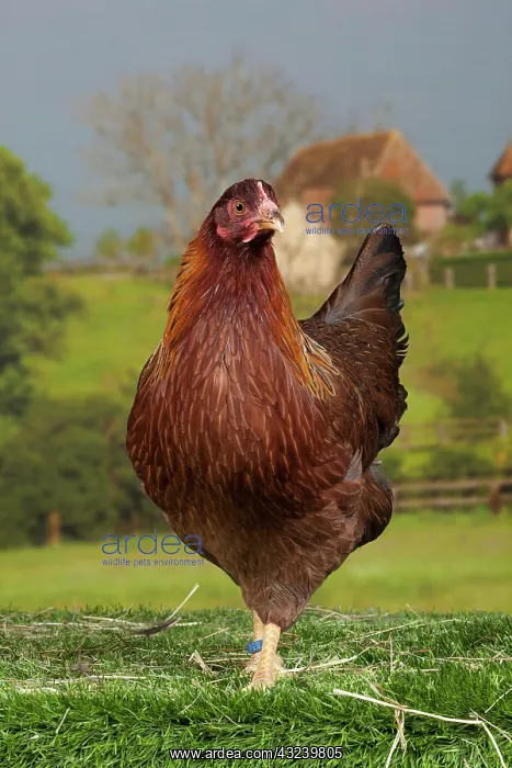 : Welsummer Chicken hen : Welsummer Chicken hen