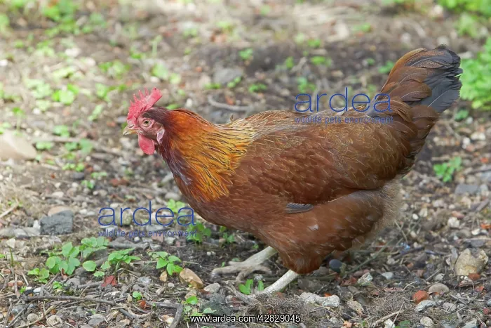 : Welsummer - Domestic chicken breed : Welsummer - Domestic chicken breed