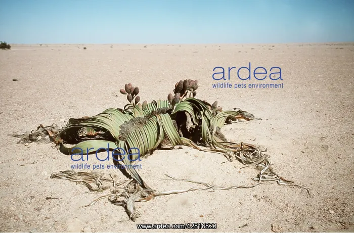 : WELWITSCHIA : WELWITSCHIA
