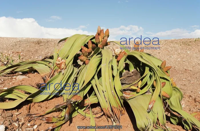 : Welwitschia : Welwitschia