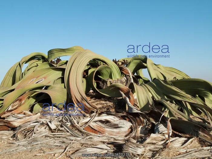 : Welwitschia : Welwitschia