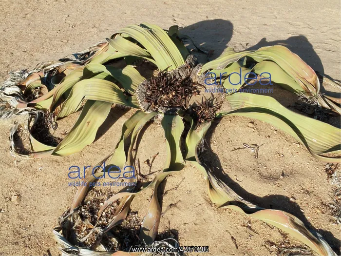 : Welwitschia : Welwitschia