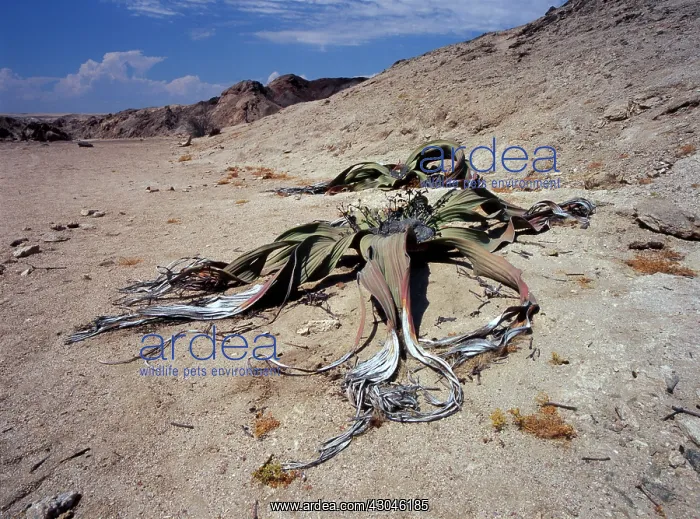 : Welwitschia : Welwitschia