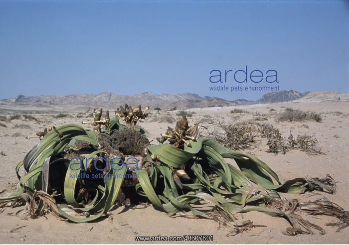 : Welwitschia : Welwitschia