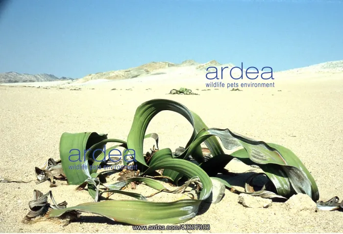 : WELWITSCHIA : WELWITSCHIA