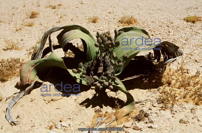 : WELWITSCHIA : WELWITSCHIA