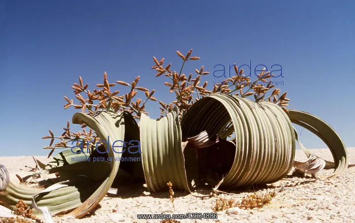  : WELWITSCHIA