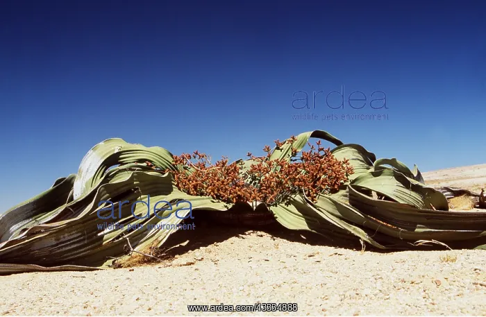 : WELWITSCHIA : WELWITSCHIA