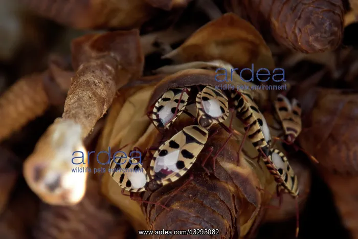  : Welwitschia bug on its cones flower in Namib-Naukluft N.P