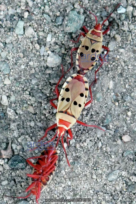 : Welwitschia Bugs : Welwitschia Bugs