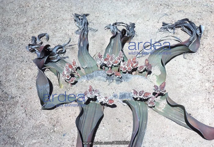 : WELWITSCHIA MIRABILIS - with cones : WELWITSCHIA MIRABILIS - with cones