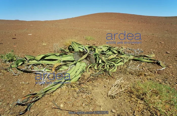 : Welwitschia - plant of ancient origins and Namib-endemic : Welwitschia - plant of ancient origins and Namib-endemic