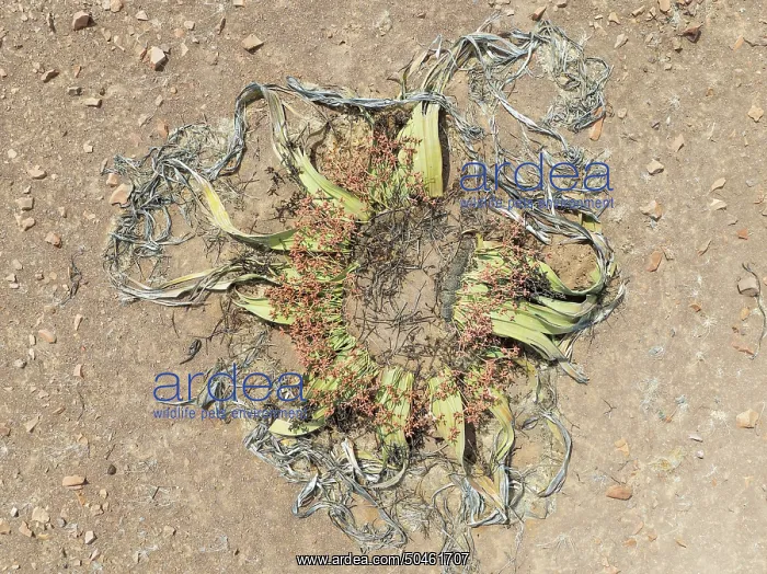 : Welwitschia (Welwitschia mirabilis) in the Namib Desert : Welwitschia (Welwitschia mirabilis) in the Namib Desert